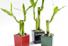 富贵竹烂根怎么处理？