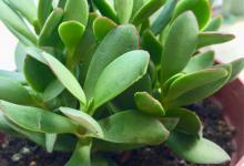 燕子掌叶子发黄怎么回事，怎么办