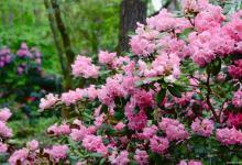 杜鹃花是什么季节开的，杜鹃花颜色