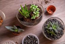 多肉植物几天不浇水就会枯萎，该怎么解决？