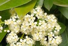 阳台如何养石楠，需要注意什么