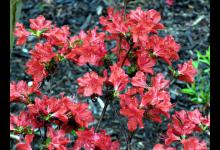 映山红vs杜鹃：来了解一下这两种花的区别吧！