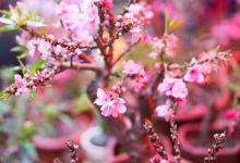 桃树盆栽可以结果吗