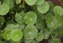 铜钱草烂根怎么办