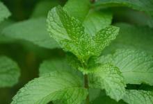 薄荷掉叶子是怎么回事