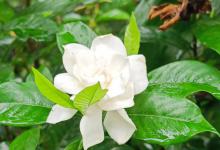 为什么我的栀子花浇了醋后就死了呢？