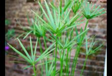 旱伞草（水棕竹）烂根怎么办？怎么解决？