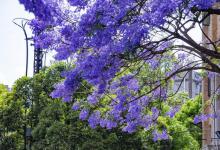 阳台如何养蓝花楹，需要注意什么