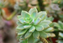 多肉修根后晾几小时，晾根作用有哪些？