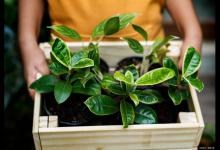 栀子花幼苗怎么进行修剪