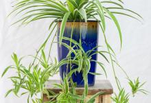 油画婚礼和婚礼吊兰的区别在哪里