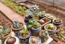 多肉的休眠期是什么时候