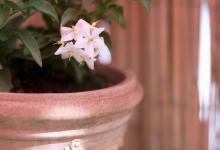 茉莉花在家怎样养
