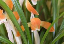 兰花的香味有毒吗，对人体有害吗