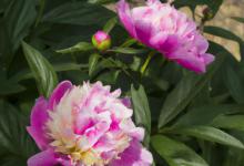 芍药花、白玫瑰的花语，象征和寓意是什么