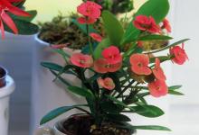 虎刺梅怎么养才能不断开花，叶子发黄注意这4点