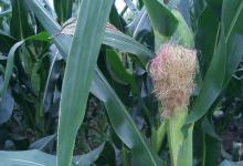 玉米种植有关注意事项，玉米对水肥的要求非常重要