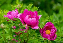 关于牡丹花的种植知识，你都了解了吗，存活率不高的原因是它