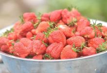 草莓怎么种植比较好吃