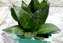 虎皮兰最低耐寒温度是多少？