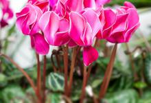 仙客来能活几年，能开多长时间