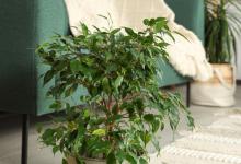 绿植缺水枯萎了有什么办法补救