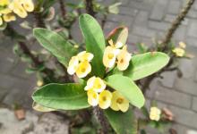 金边瑞香什么时候开花？春节期间开花