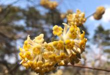 结香花有毒吗？需要注意什么