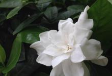 一起来探究栀子花苞开花的时间吧！