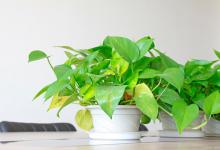 为什么绿萝突然长黄叶子？