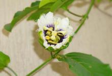 百香果的花朵是什么样子的，你见过没