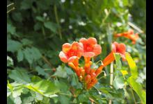 凌霄花秋天可以种活吗，如何种植