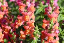 金鱼草开花后怎么修剪