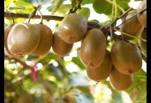 猕猴桃几月份开花？了解一下吧！