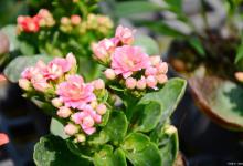 长寿花什么时候开花，长寿花