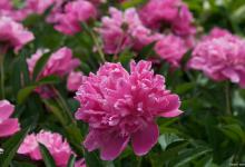 芍药花语象征与寓意