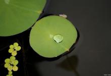 一叶莲多大可以分株，叶片发黄怎么办