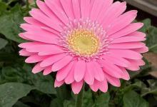 非洲菊烂根怎么办