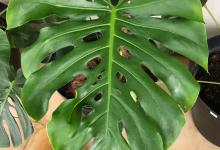 龟背竹开花吗，如何促进开花，后期如何养护