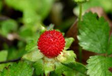 蛇莓有毒吗？能不能吃