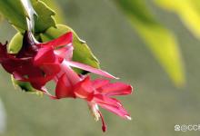 蟹爪兰叶子变薄怎么办