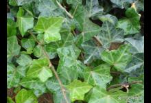 常春藤烂根怎么办