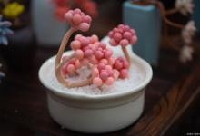 桃蛋的养殖方法和注意事项