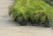 散尾葵叶子发黄焦边干枯是怎么回事？