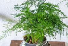 掌握正确的土壤选择，让文竹茁壮成长！