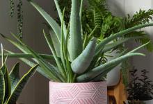 虎皮兰叶子卷着是怎么回事，叶子干瘪发软解决方法