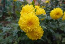 菊花代表什么象征意义