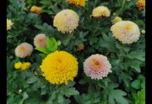 刚上盆的菊花怎么服盆，服盆的表现是什么