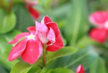 养护凤仙花的过程中会出现烂根的情况，可能是由多种原因引起的