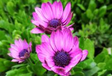 瓜叶菊换盆叶子蔫了怎么办？这里有几个小技巧！